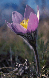 prairie crocus. Manitoba's provincial flower